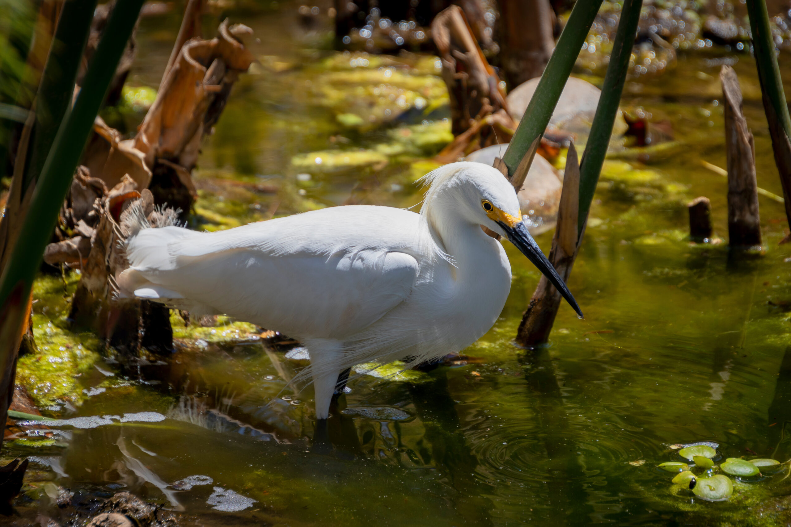 Bird in marsh at Blanca Wetlands